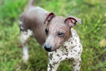 Ultimate American Hairless Terrier Puppy Shopping List: Checklist of 23 Must-Have Items