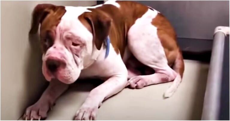 Shaking Pit Bull Wouldn't Leave Shelter Corner 'Heard A Voice' And He Inched Forward