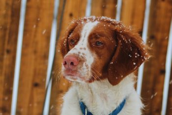 Ultimate Brittany Puppy Shopping List: Checklist of 23 Must-Have Items