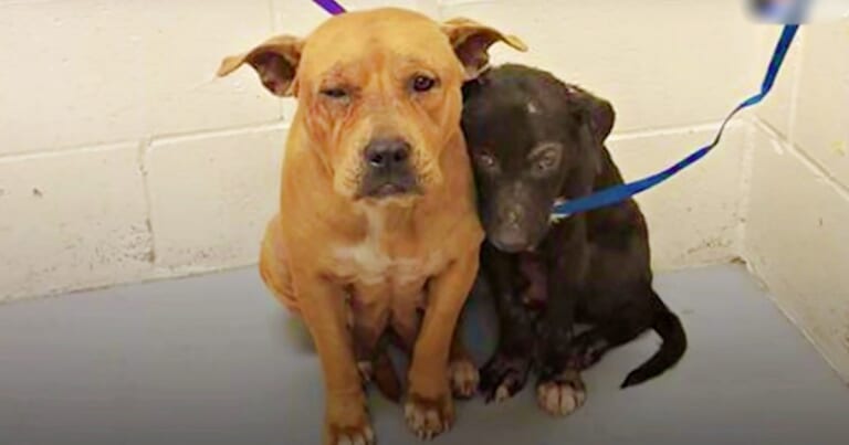 Dogs Huddled Together In Shelter After Owner Left Them Without Explanation