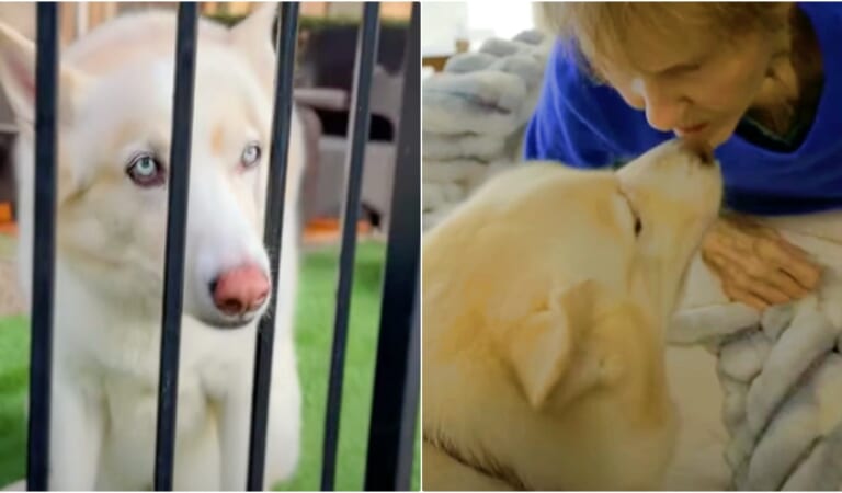 After Husky’s Left In Yard, Lady Takes Her In & Trains Her For Special Job