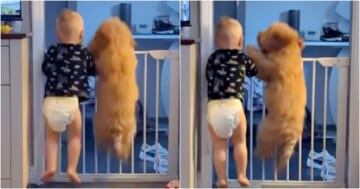 Just A Tot And His Pup Jumping Like Lunatics To Get Mom's Attention