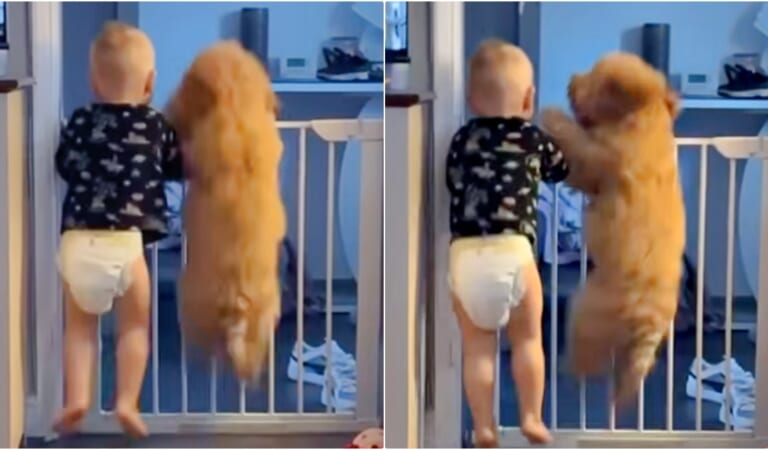 Just A Tot And His Pup Jumping Like Lunatics To Get Mom’s Attention