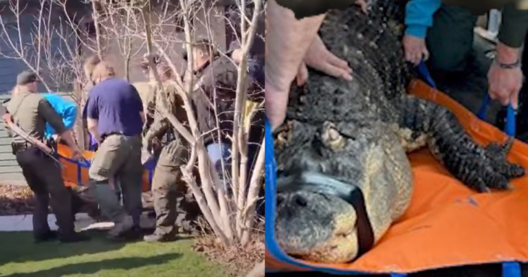 750-Pound 'Pet' Alligator Seized By Police And Owner Fights To Bring Him Back Home