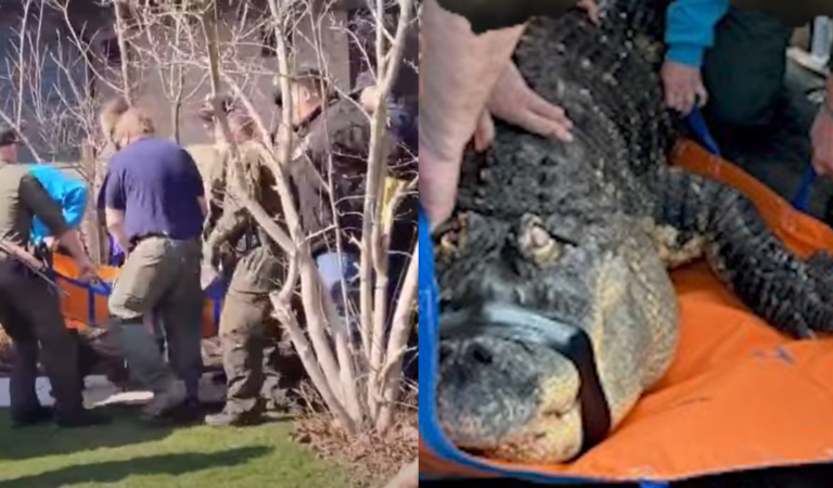 750-Pound ‘Pet’ Alligator Seized By Police And Owner Fights To Bring Him Back Home