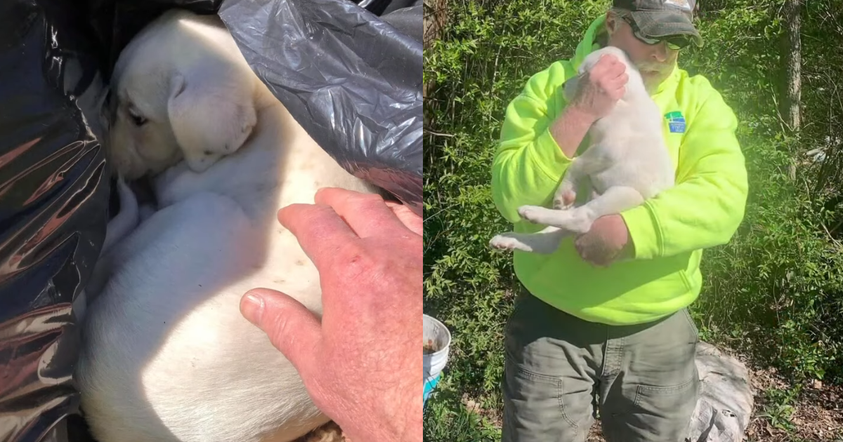 Terrified Puppy Was Dumped Into A Pile of Trash By Clean Up Crew