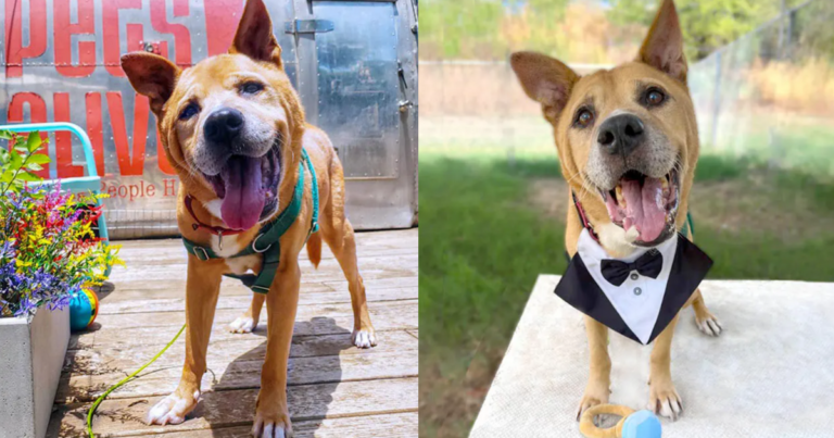 Old Dog Adopted By Senior Citizen After Living 700 Days In Shelter, 'He has chosen me'