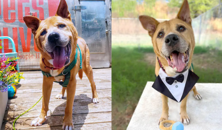 Old Dog Adopted By Senior Citizen After Living 700 Days In Shelter, ‘He has chosen me’