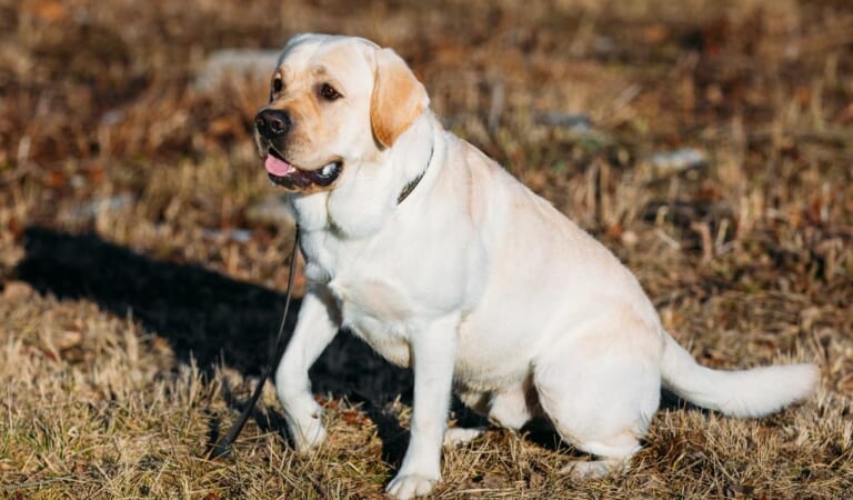 The 8 Best Dog Foods For Labs – 2024