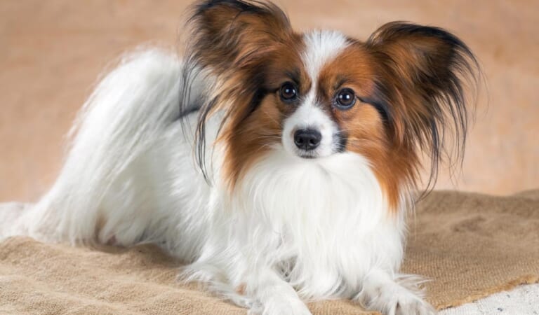 The 8 Best Dog Foods For Papillons – 2024