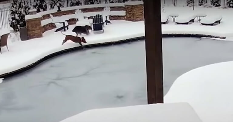 Woman Jumps Into Frozen Swimming Pool To Rescue Her Dog