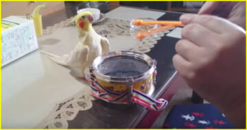 Bird Sees It's Owner Tapping On Drums, Joins In And Starts 'Rocking Out'