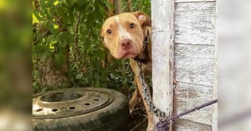 Dog Chained To House Sees Woman Approach And Wonders If She's The One