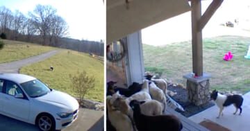 Sheepdog Wakes Up Home Alone And 'Gets To Work' Doing Some Herding On His Own