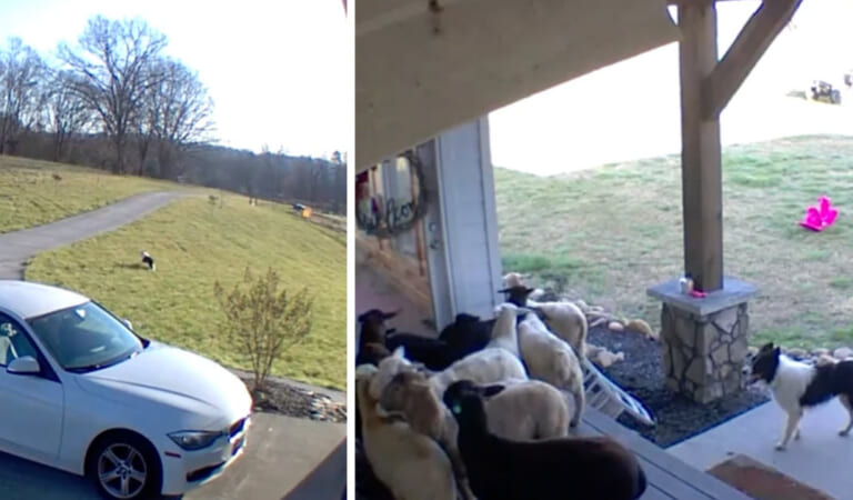 Sheepdog Wakes Up Home Alone And ‘Gets To Work’ Doing Some Herding On His Own