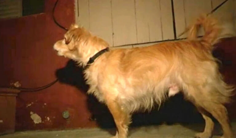 Quiet Rescue Dog Started Barking At Wall One Day- Owner Then Grabbed Him And Runs