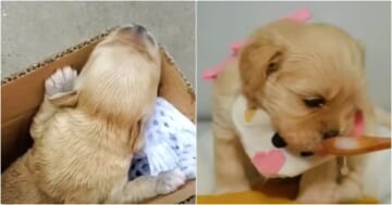 Couple Turns Someone's Trash Into A Spoiled, Pampered Baby