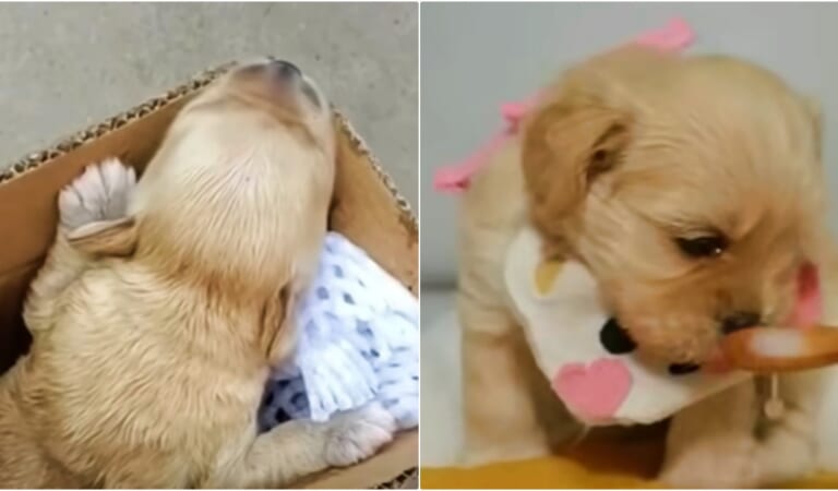 Couple Turns Someone’s Trash Into A Spoiled, Pampered Baby