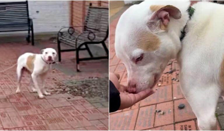 Dog Tethered To A Tree Tap-Dances When Good People Come To Set Him Free