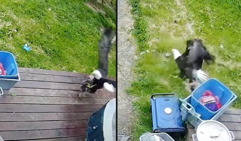 Bald Eagle Swoops Down And Then Snatched Yorkie Puppy Right From Her Porch