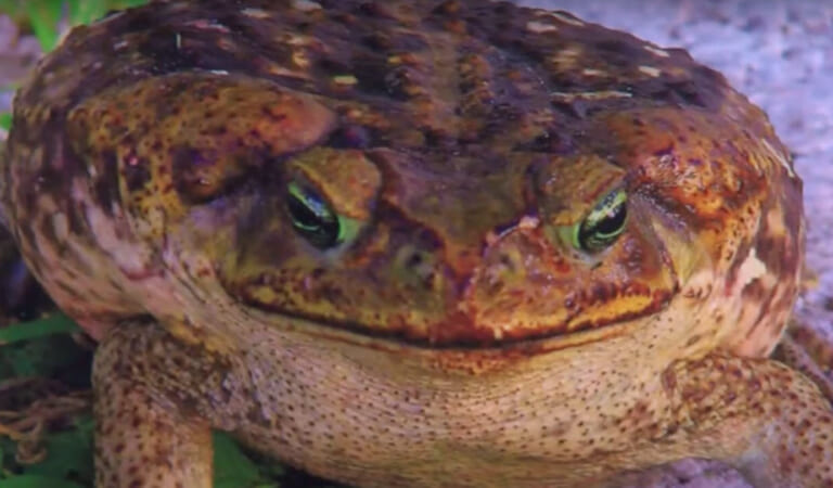 Toxic Toads That Can Kill Your Pets In Minutes Are Breeding And It’s Making News