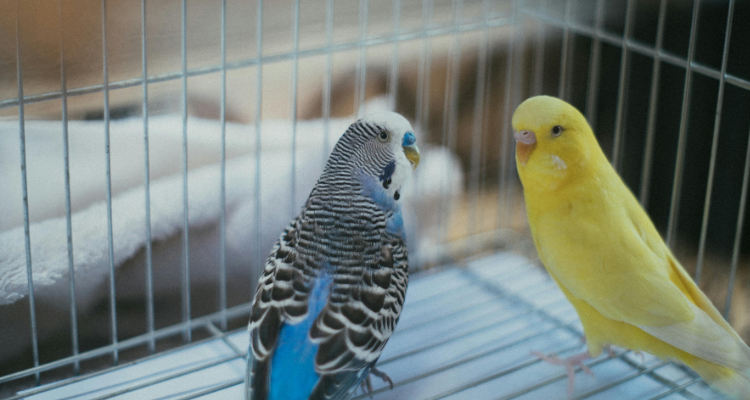 5 Friendly Bird Species For First Time Owners – Pet Blog