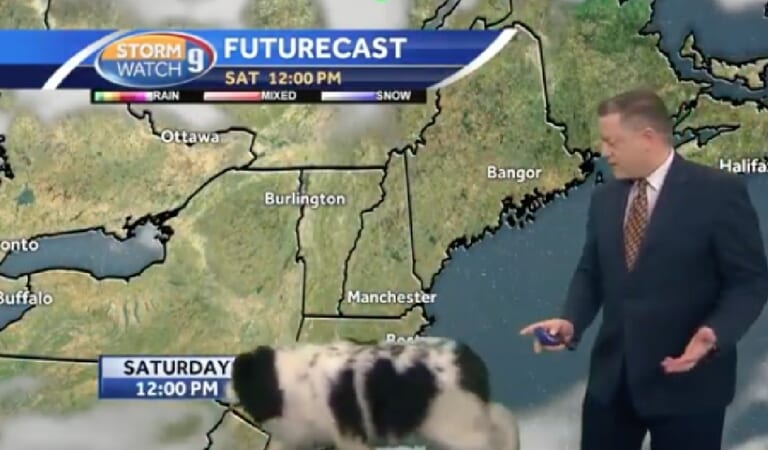Big ‘Floofy’ Dog Wandered Into A Live Weather Broadcast And Steals The Spotlight