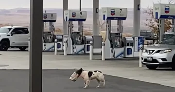 Man Sees Dog Carrying A Bag Out Into The Desert And Follows Her