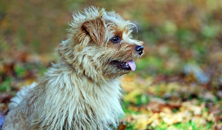 7 Lesser-Known Dog Breeds Who Act Like Puppies Their Whole Life