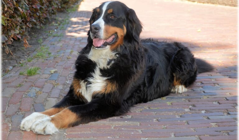 7 Lesser-Known Dog Breeds Who Are Very Laid Back