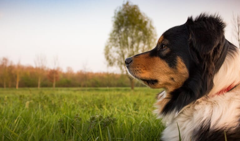 7 Signs Your Dog Does NOT Consider You Alpha of the Pack