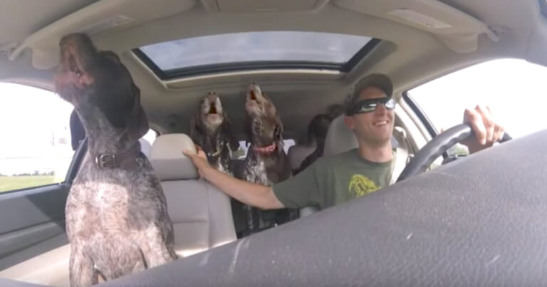 Dad Set Up A Camera To Show 4 'Giant Dogs' Going Crazy' On The Way To Their Favorite Place