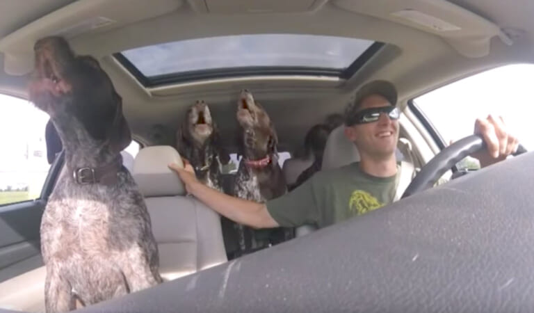 Dad Set Up A Camera To Show 4 ‘Giant Dogs’ Going Crazy’ On The Way To Their Favorite Place