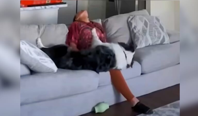 Footage Of A Woman During A Crisis And Her Dog Saving Her Life