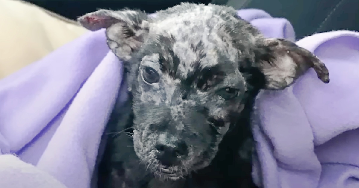 Guy Put His Blistered Puppy In Box And Placed Her On Shelter's Doorsteps