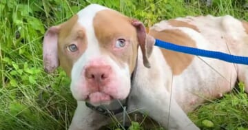 Highway Pit Bull Won't Trust Woman To Go With Her, Leaving No Choice