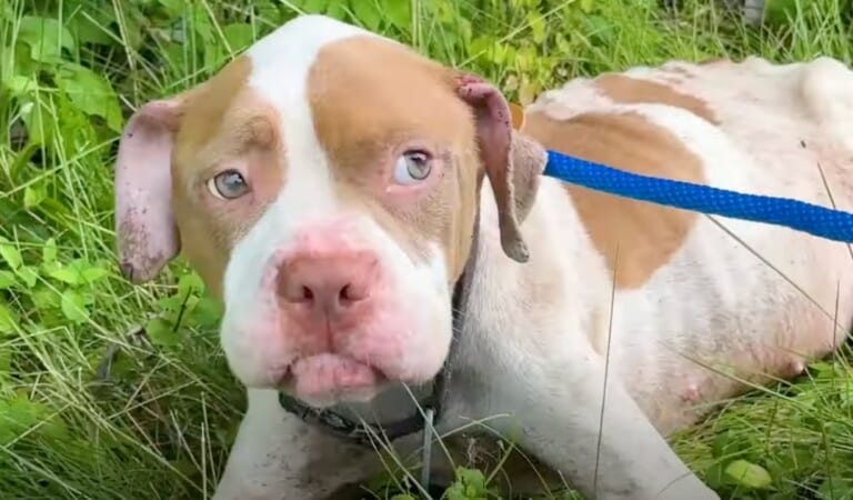 Highway Pit Bull Won’t Trust Woman To Go With Her, Leaving No Choice
