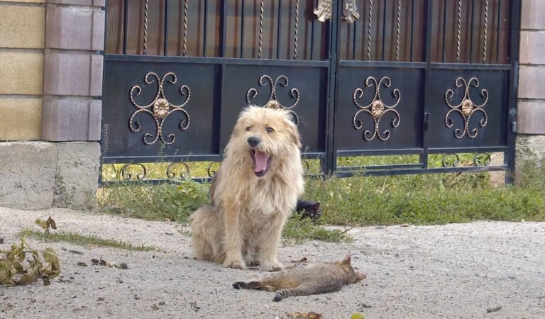 Owner Sold His House And Left The Dog Behind, And Oscar Sat ‘Waiting’ At The Gate