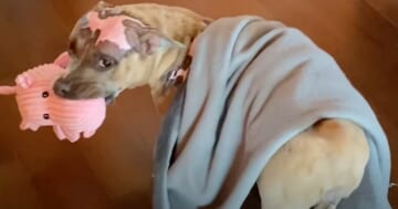 Piggy Toy Motivates Dog In House Fire To Recover, Mom Buys Every Single One
