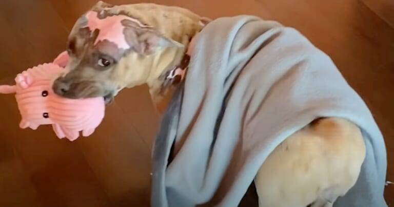 Piggy Toy Motivates Dog In House Fire To Recover, Mom Buys Every Single One