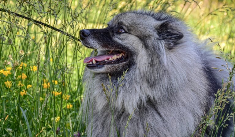 7 Lesser-Known Dog Breeds That Are Perfect for First-Time Dog Owners