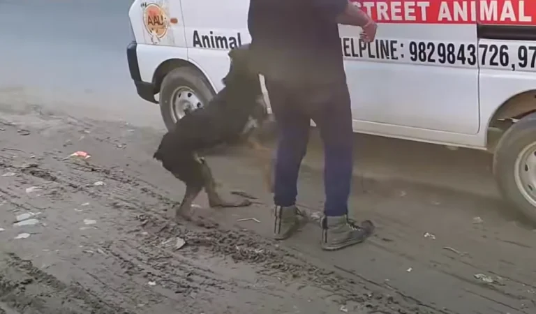 Injured Dog Decided To Jump Into An Ambulance To Save Herself