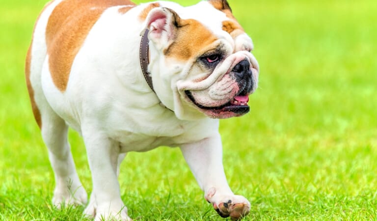 8 Lesser-Known Dog Breeds with HUGE Vet Bills