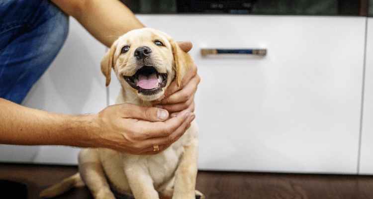 9 Tips to Keep Your Puppies Safe at Home