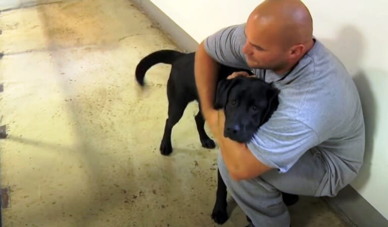 Dog Was Put Into Inmate’s Jail Cell, Inmate Sees The Dog And Swiftly Grabs Him