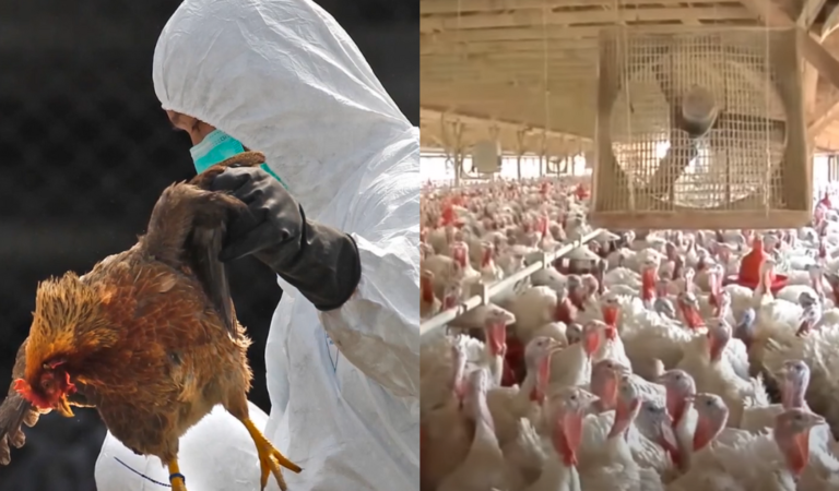 A Second Bird Flu Case Confirmed In Human In The US