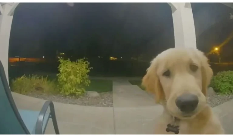 Puppy Escaped His Home And He Instantly Regrets It And Rings Doorbell To Get Back In The House