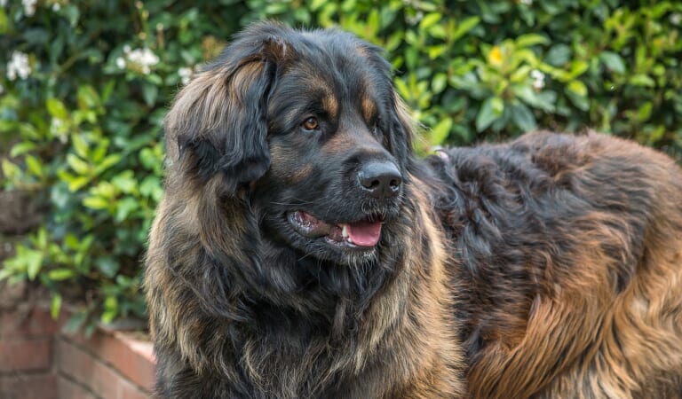 7 Lesser-Known Dog Breeds with The Biggest Hearts