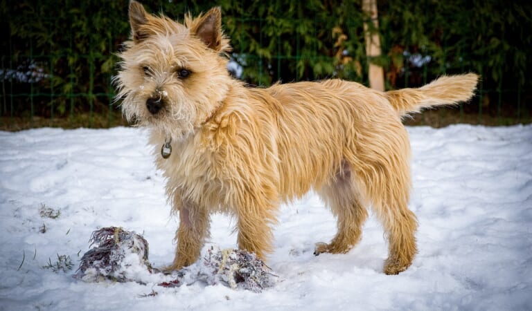 7 Lesser-Known Dog Breeds That Are Great for Singles