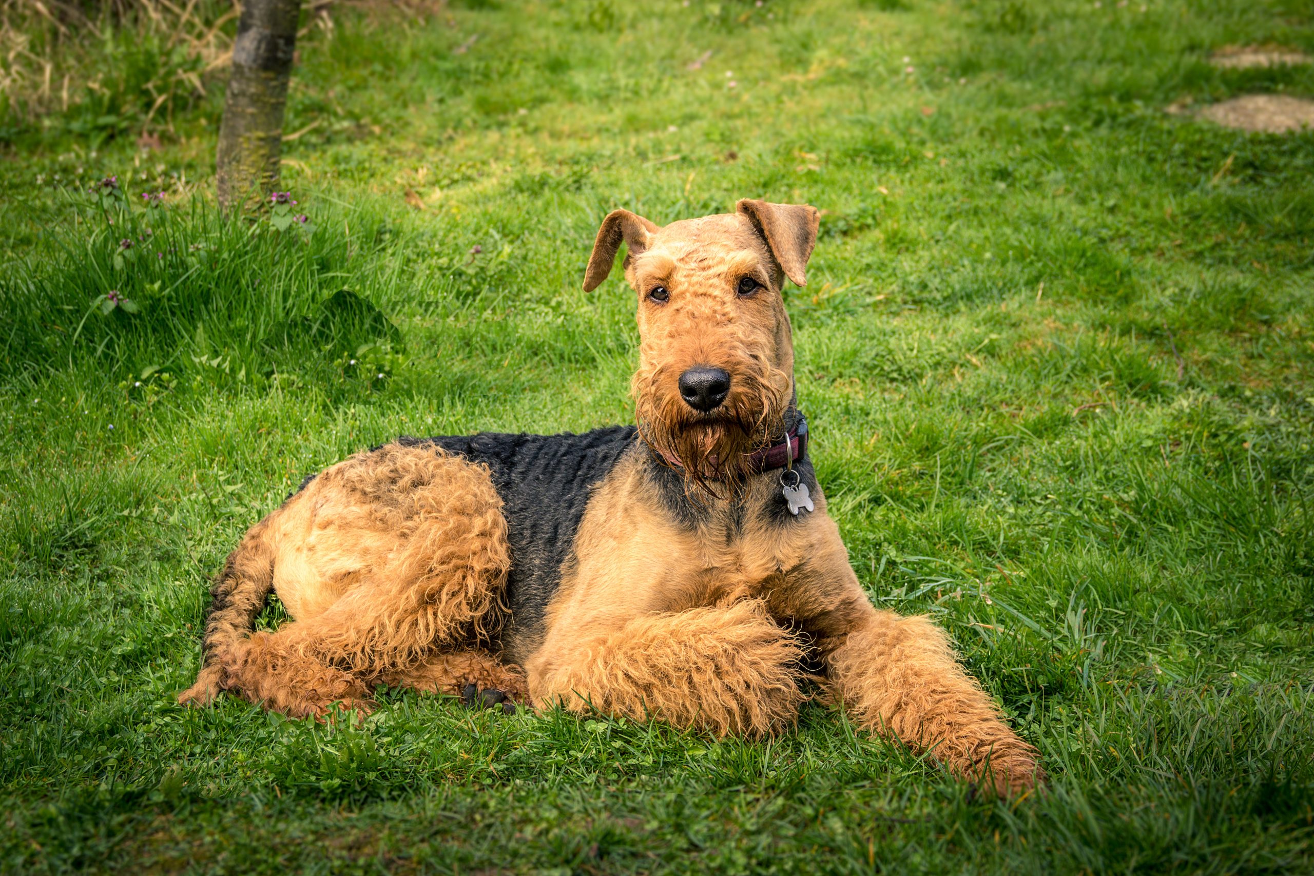 Male & Female Airedale Terrier Weights & Heights by Age